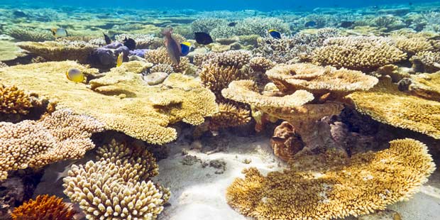 Biodiversité marine 